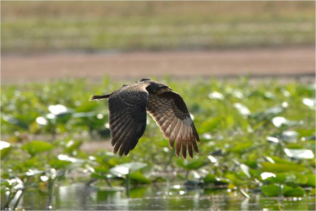 everglades snail kite, everglades wildlife, airboat eco tour