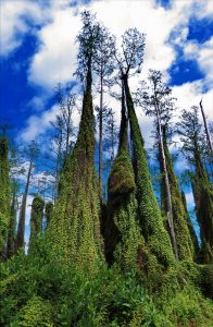 climbing fern, everglades plants, invasive species, everglades eco tour