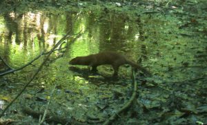 everglades mink, everglades animals, everglades eco tour, private airboat tours