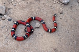 coral snake, everglades snakes, airboat eco tour, venomous snakes