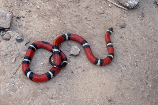 coral snake, everglades snakes, airboat eco tour, venomous snakes