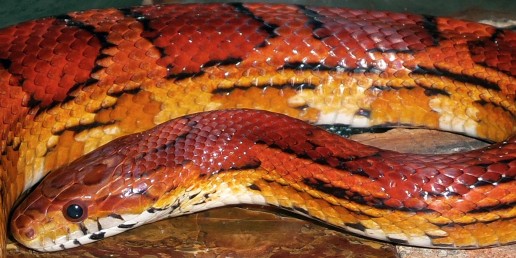 red rat snake, everglades snakes, airboat eco tours, everglades wildlife, everglades reptiles