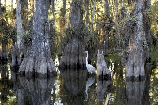 Cypress trees, everglades plants, airboat eco tours