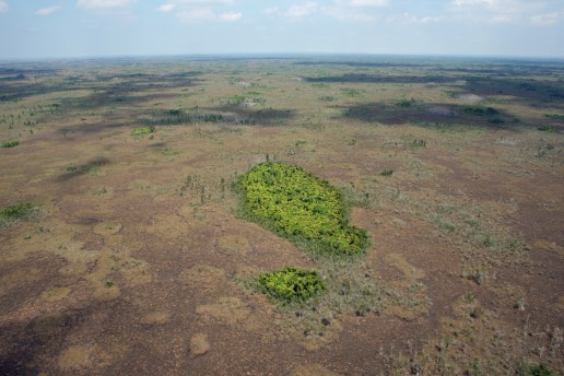 everglades tree islands, everglades ecology, airboat eco tours, miami airboat tours