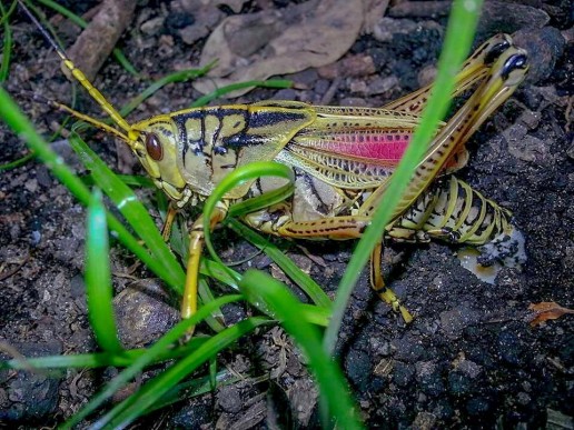 Lubber Grasshopper, everglades insects, everglades wildlide, miami airboat tours, airboat eco tours