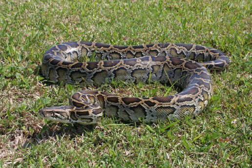 Burmese Python, Everglades Invasive species, Everglades wildlife, airboat tours near me, miami eco tours