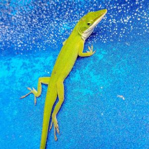 green anole, everglades reptiles, miami eco tours, everglades airboat tours