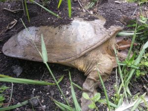 soft-shelled turtle, everglades reptiles, everglades wildlife, miami airboat tours, everglades turtles, everglades eco tours