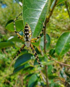 Banana Spider, Everglades Wildlife, Everglades Spiders, Everglades Tour