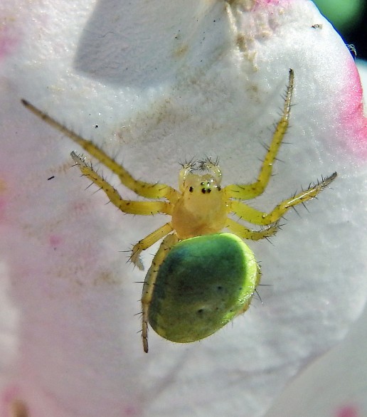 Crab Spider, Everglades Spiders, Everglades Wildlife, Everglades Tours