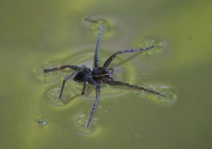 Fishing Spider, Everglades Spider, Everglades Wildlife, Everglades Tour