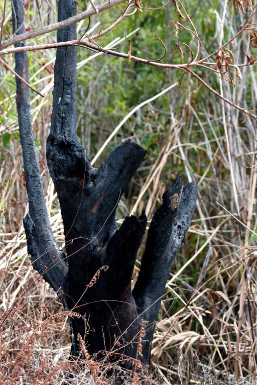 fire in the everglades, everglades ecology, macks fish camp, gladesmen culture