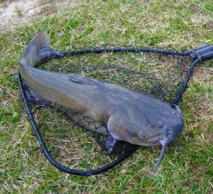 Channel catfish, everglades fishing, everglades wildlife, gladesmen culture