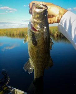 largemouth bass, everglades fish, miami eco tours, miami bass fishing guides