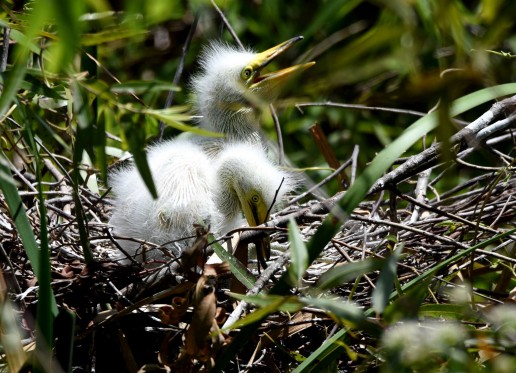 Baby Egrets, Wading Birds, Everglades tour