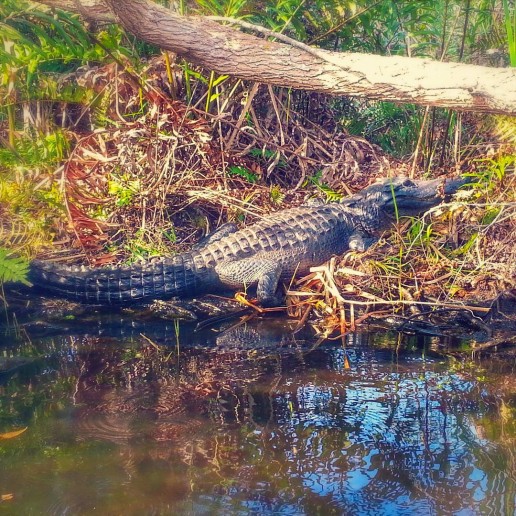 everglades wildlife, gladesmen culture, alligator myths, alligator tours, airboat eco tours