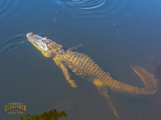 everglades wildlife, gladesmen culture, alligator myths, private airboat tours