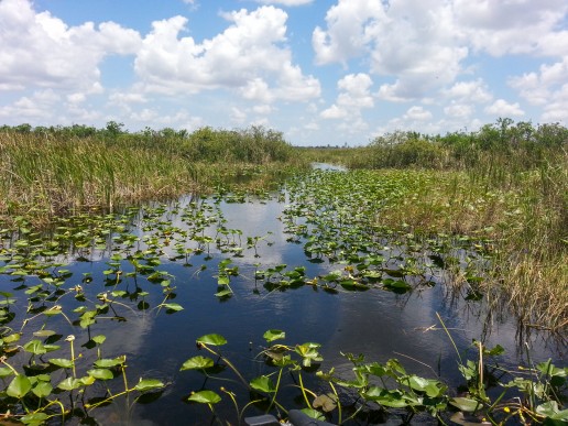 Sawgrass marsh, everglades tour, gladesmen culture