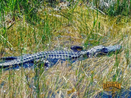 everglades alligator, sawgrass marsh, sawgrass, everglades airboat tours, everglades wildlife, gladesmen culture