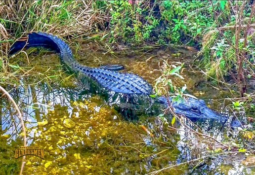 Living with alligators, private airboat tours, everglades wildlife, everglades eco tour