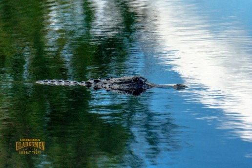 living with alligators, everglades wildlife, private airboat tours, everglades eco tours