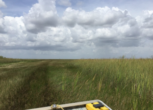 sawgrass marsh, everglades habitats, miami airboat tours, everglades eco tours