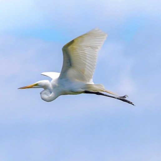 everglades wildlife, great egret, everglades airboat tour