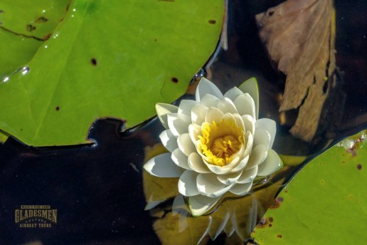 swamp lily, everglades plants, everglades eco tour, macks fish camp, miami airboat tours, gladesmen culture