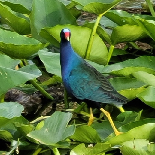 everglades, purple galinu, bird watching tour